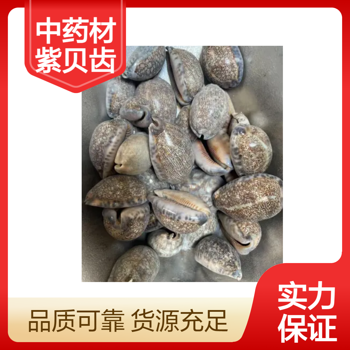 中药材紫贝齿原料干品包邮批发各种矿石贝壳药材大全各种规格