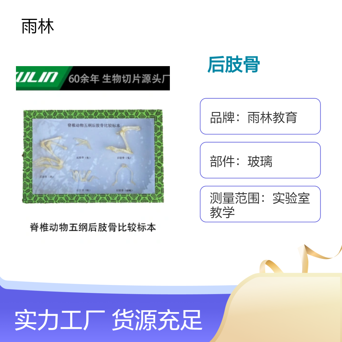 雨林教育 脊椎动物五纲后肢骨比较标本 一比一 教学示范 标本馆展览