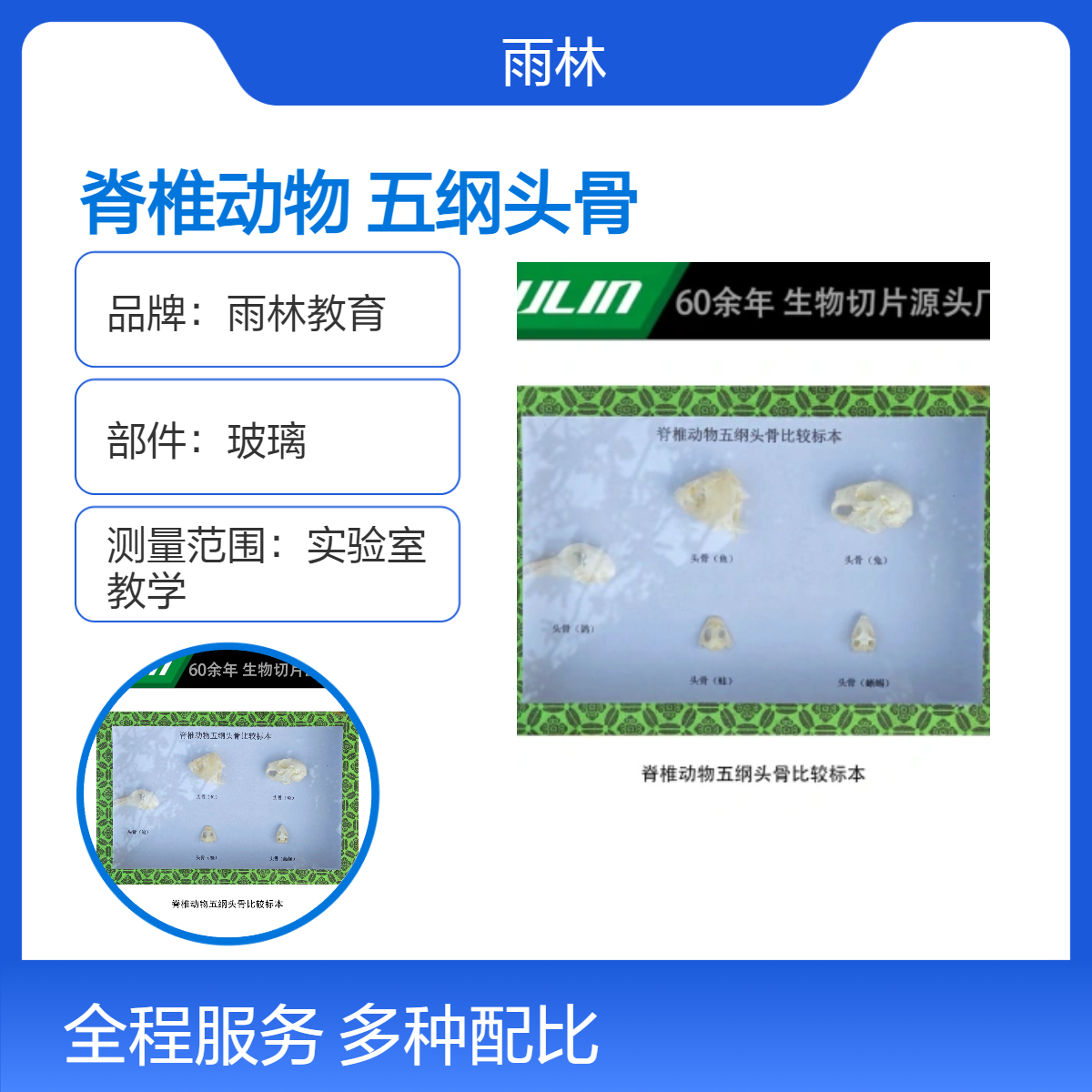 雨林教育 透明方形脊椎动物五纲头骨比较标本 课堂展览示范 标本馆
