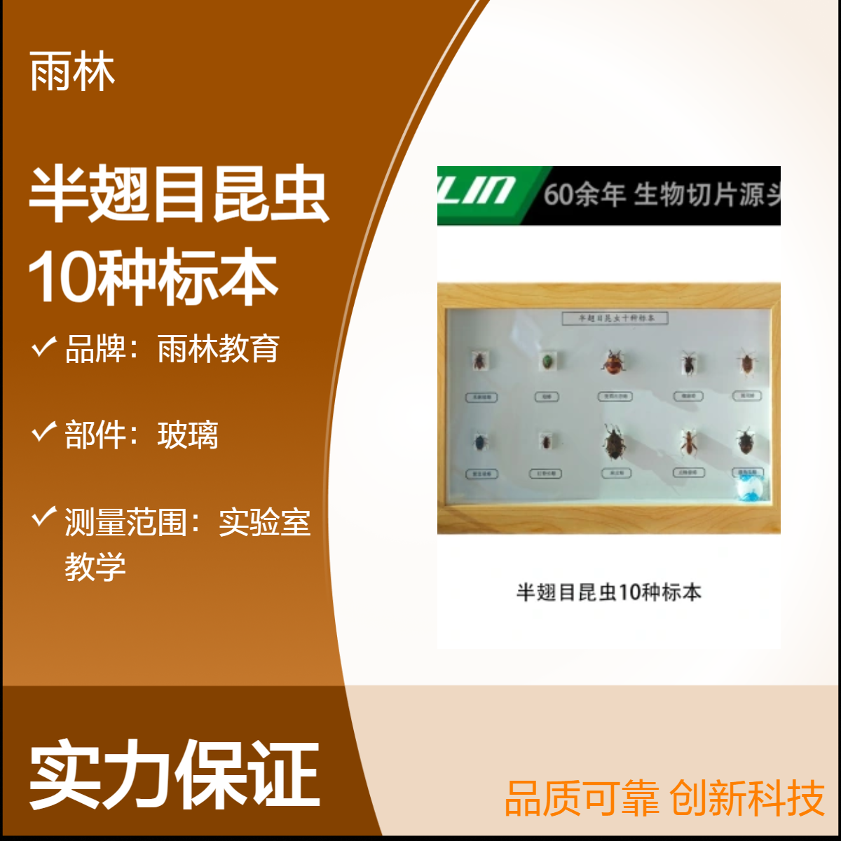 雨林教育 方形木框透明 半翅目昆虫10种标本 适用于课堂展览教学示范