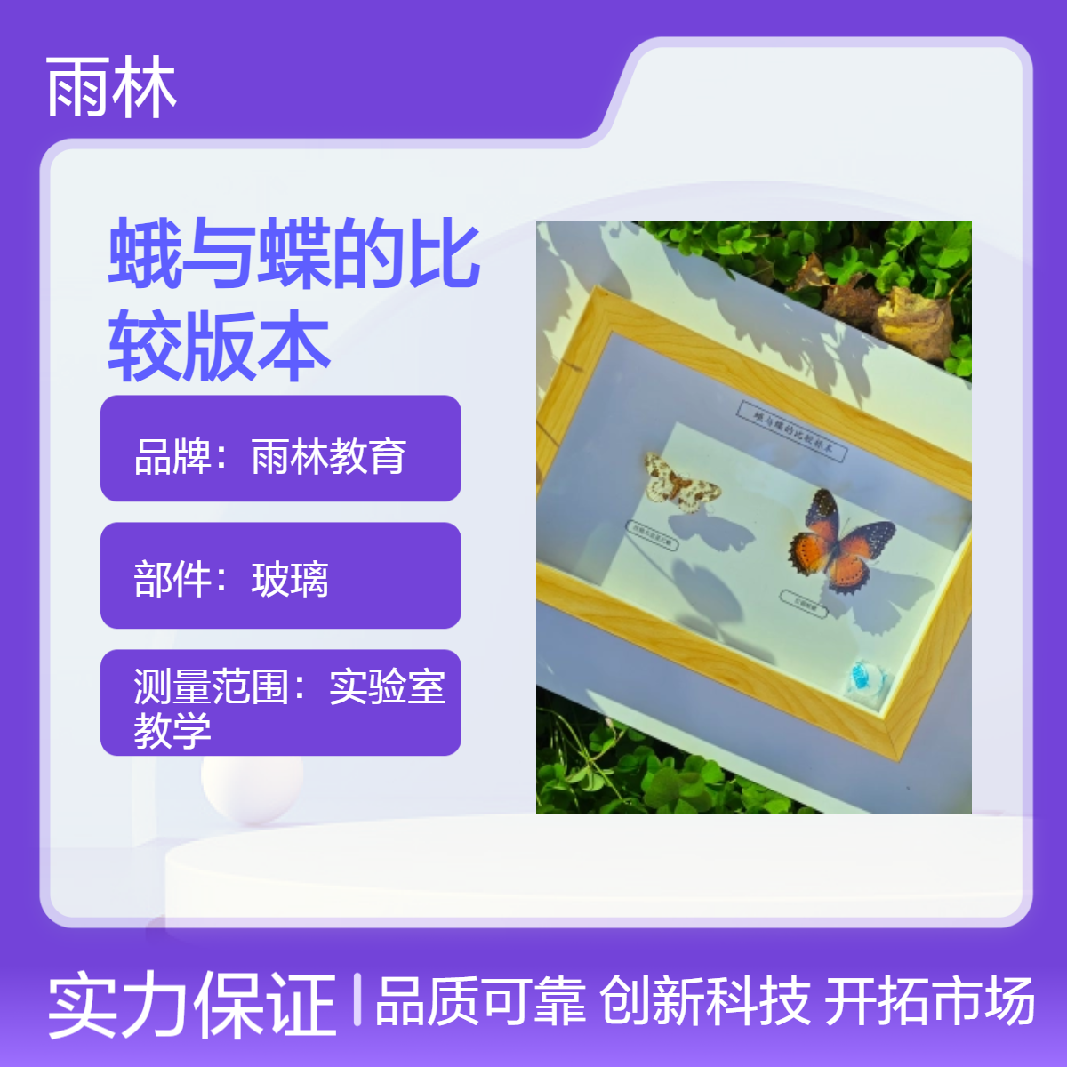 雨林教育 蛾与蝶的比较版本 玻璃方形木框教学示范模型 标本馆展览