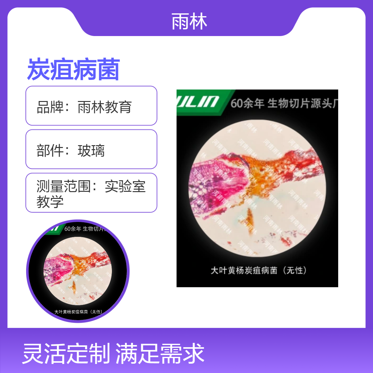 大叶黄杨炭疽病菌（无性）显微镜标本切片动植物细胞观察实验高校