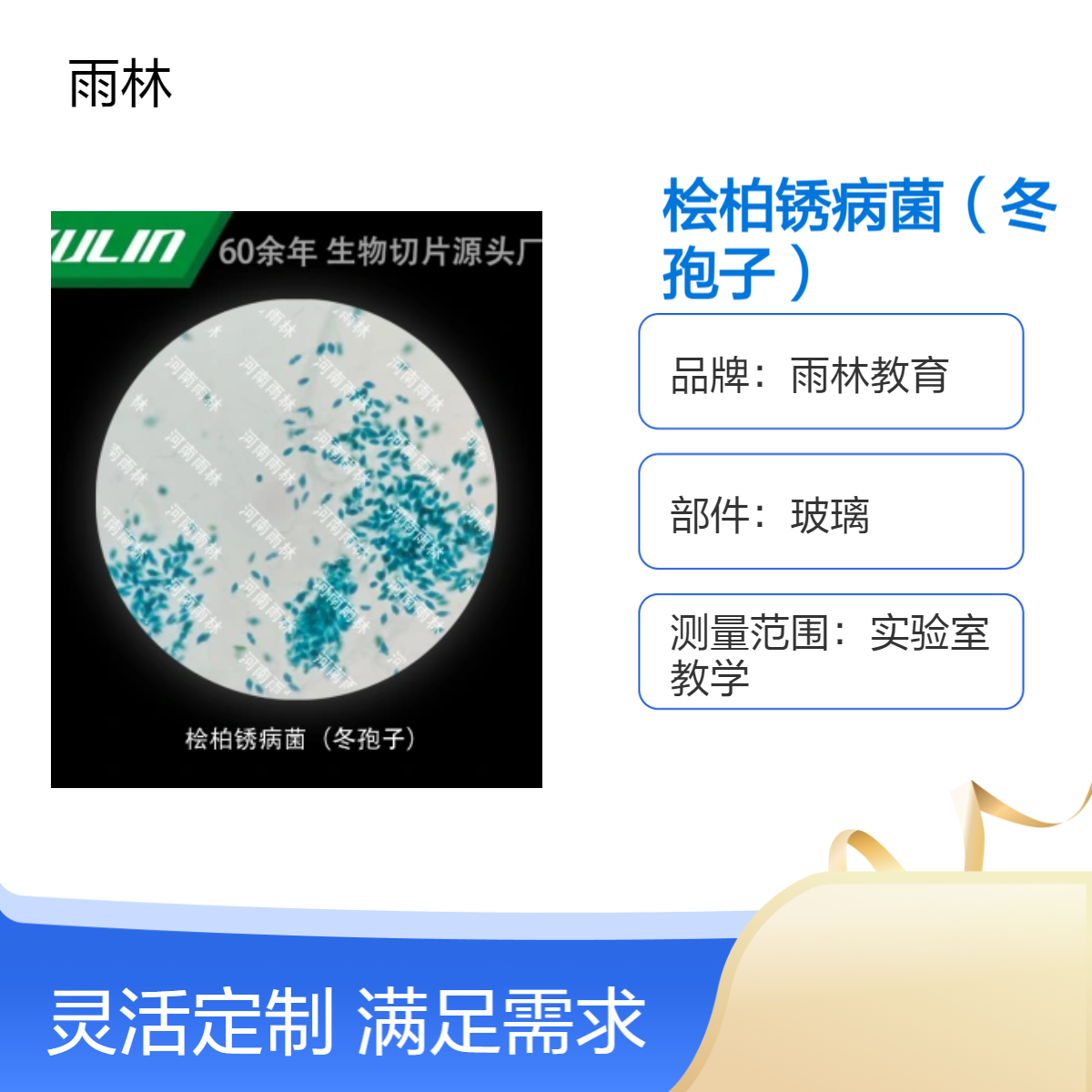 菊花黑斑病菌（无性）显微镜标本切片动植物细胞观察科研实验高校
