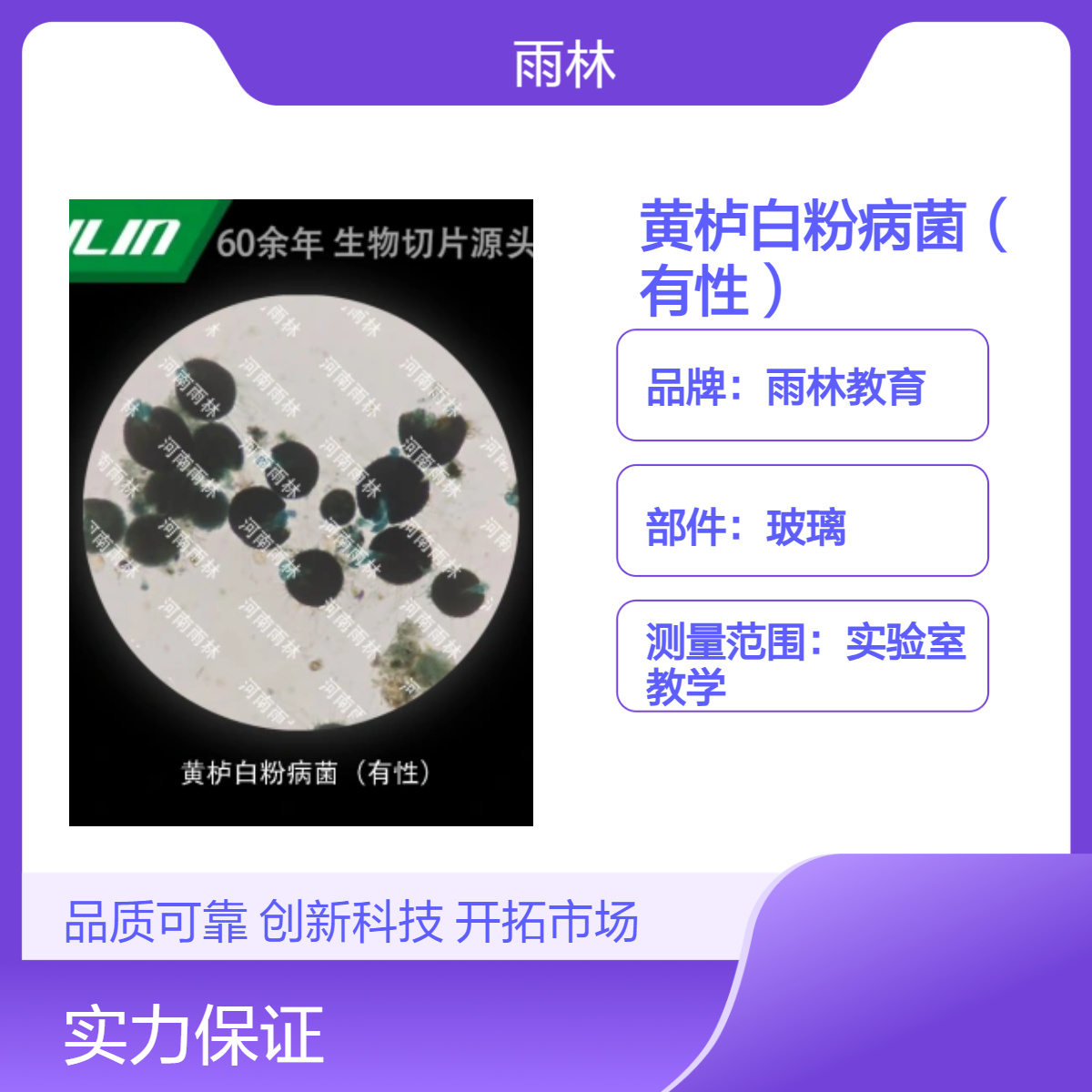 黄栌白粉病菌（有性）显微镜标本生物细胞观察实验高校教学示范