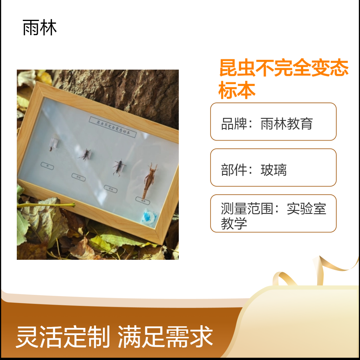 雨林教育 昆虫不完全变态标本 方形透明画框 教学展示 标本馆 科普实验