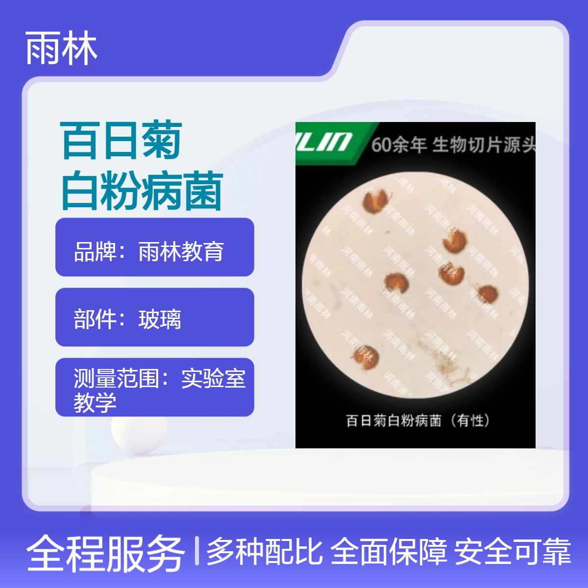 百日菊白粉病菌（有性）显微镜切片动植物细胞观察实验高校教学