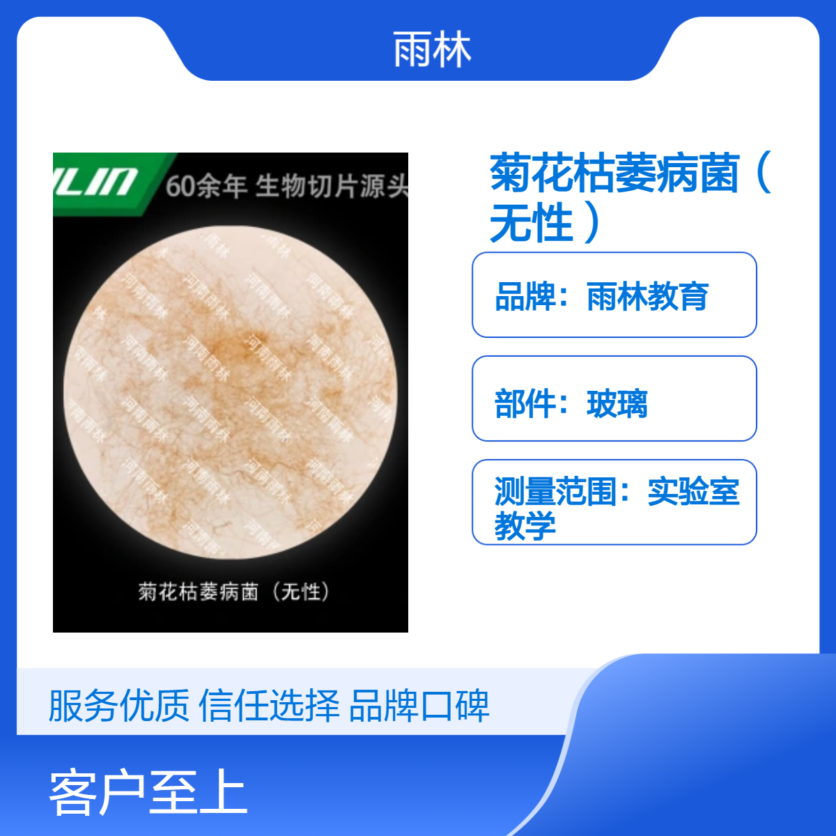菊花枯萎病菌（无性）显微镜标本生物细胞观察实验高校教学示范