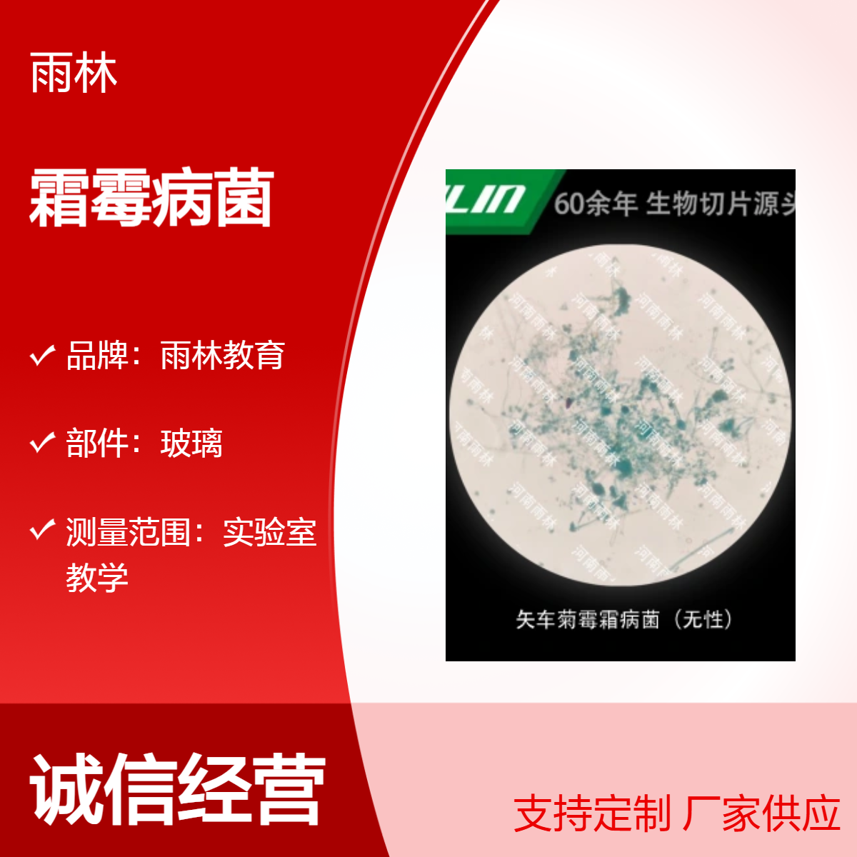 矢车菊霜霉病菌（无性）显微镜标本生物细胞观察实验高校教学示范