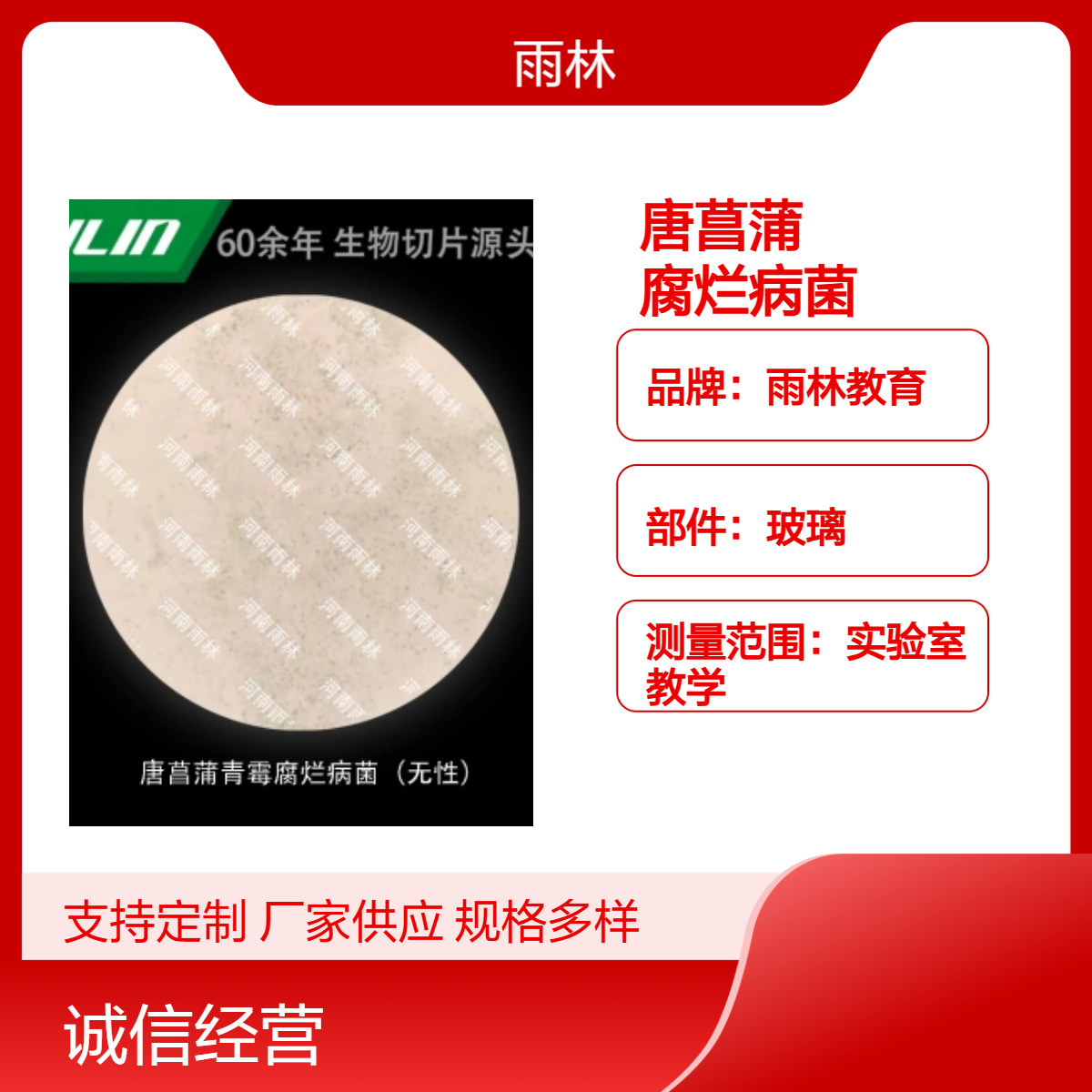 唐菖蒲青霉腐烂病菌（无性）显微镜标本生物细胞观察高校教学示范