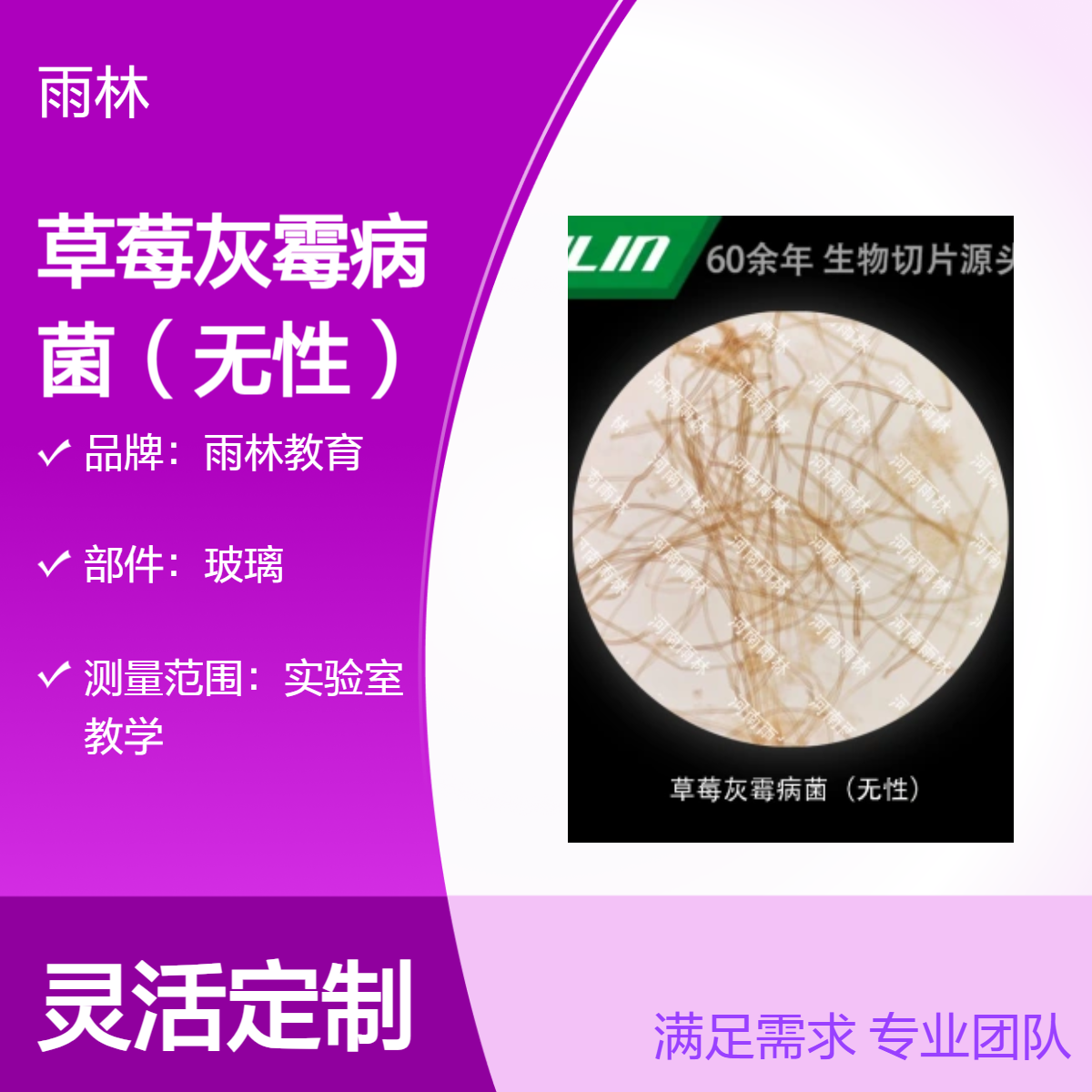 草莓灰霉病菌（无性）显微镜标本切片生物细胞观察科研实验高校