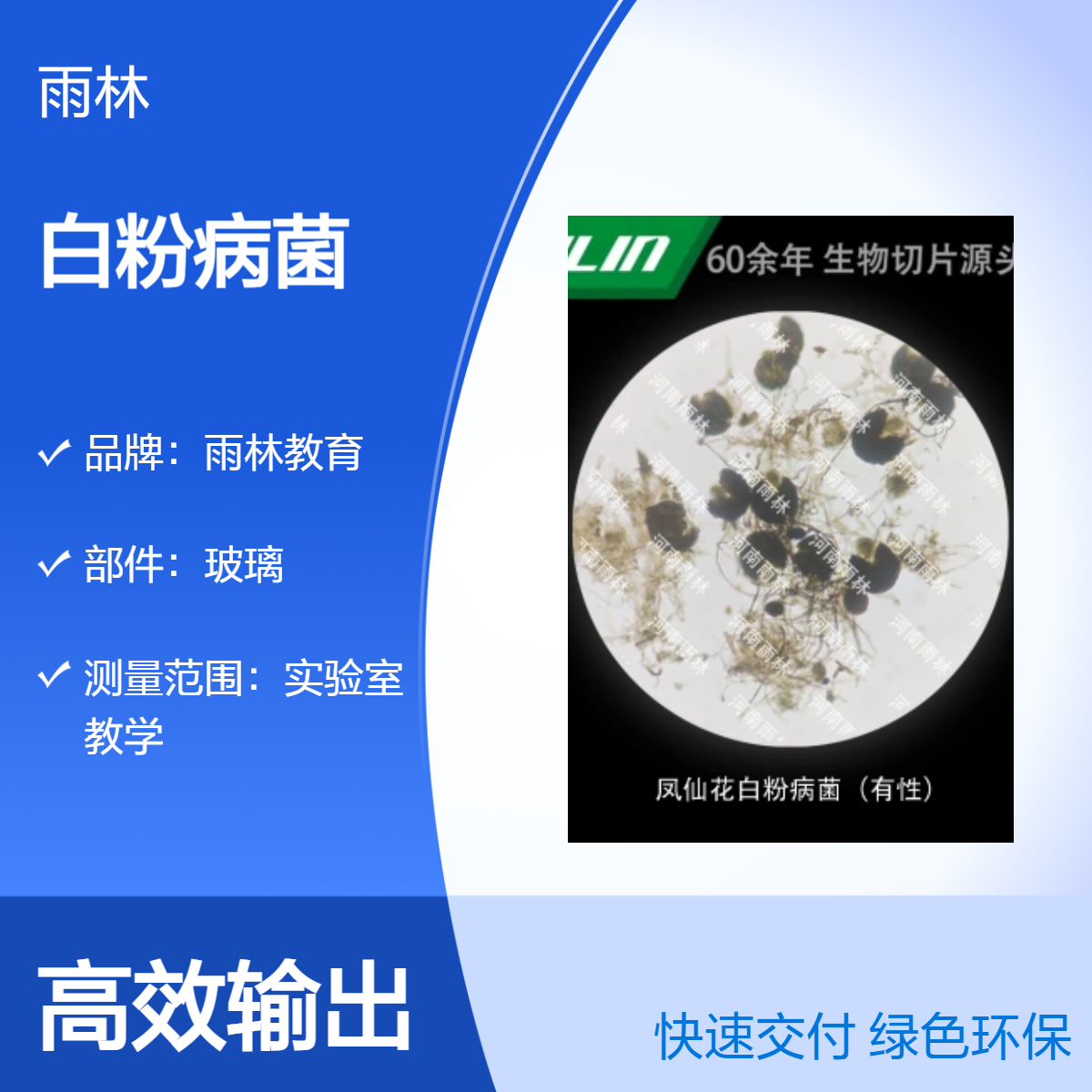 凤仙花白粉病菌（有性）显微镜标本切片生物细胞观察科研实验高校