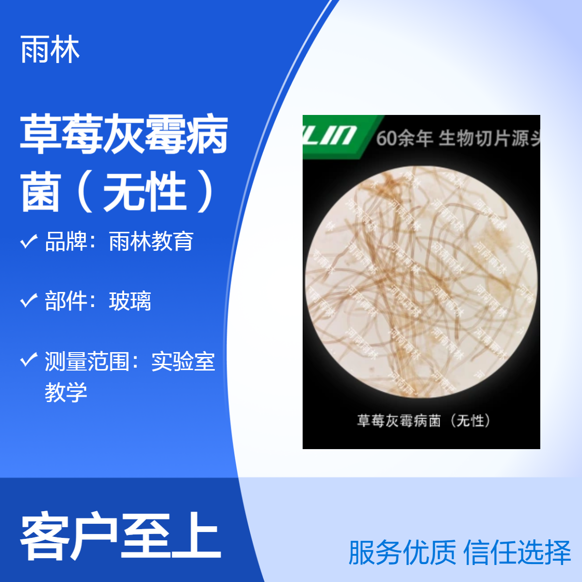 草莓灰霉病菌（无性）显微镜标本切片动植物细胞载观察实验高校