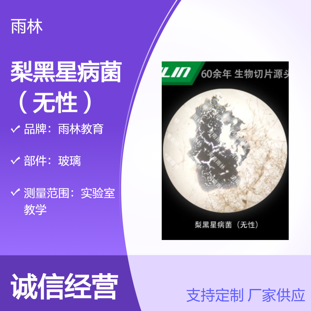 梨黑星病菌（无性）显微镜标本切片动植物细胞载观察实验高校教学