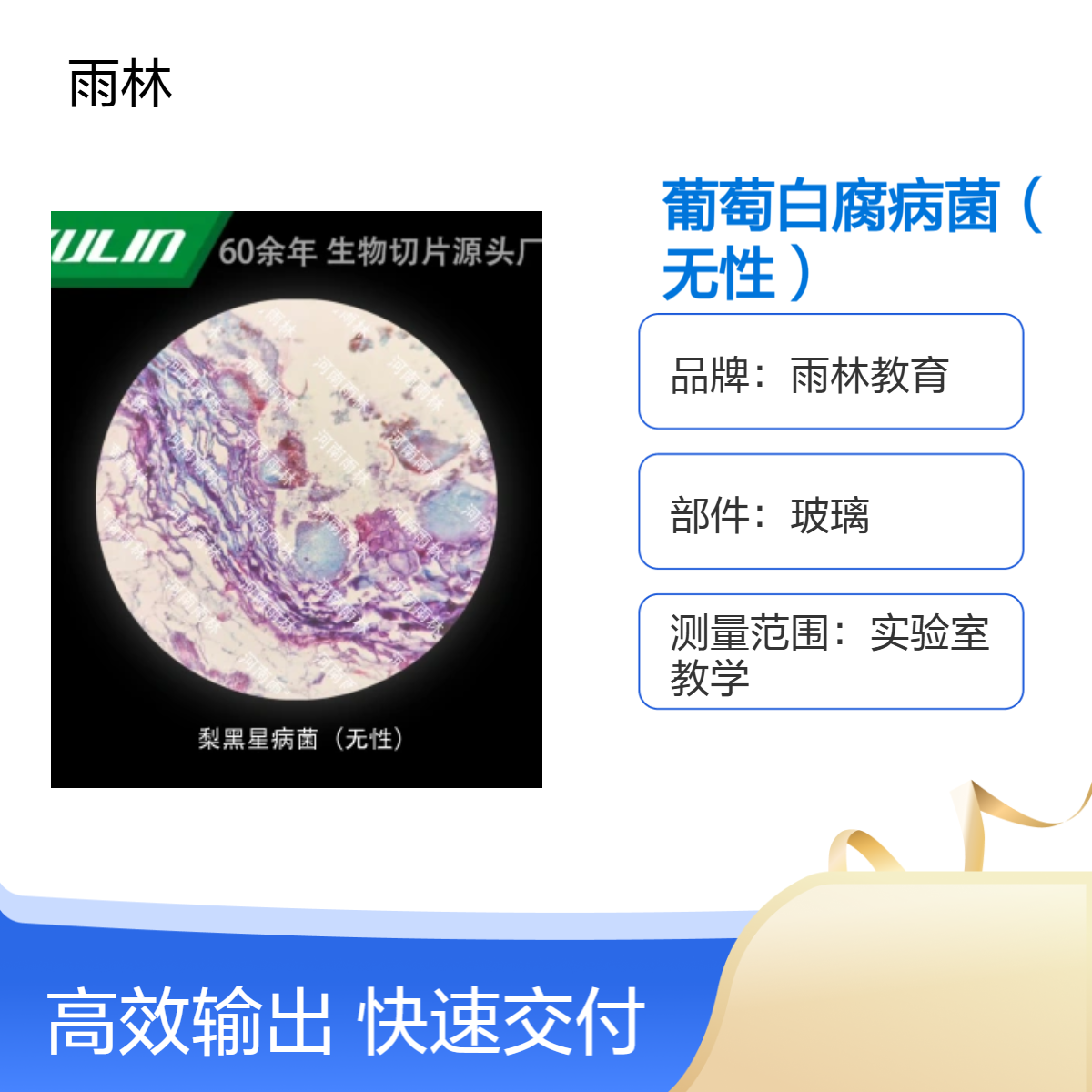 葡萄白腐病菌（无性）显微镜标本切片动植物细胞载观察实验高校