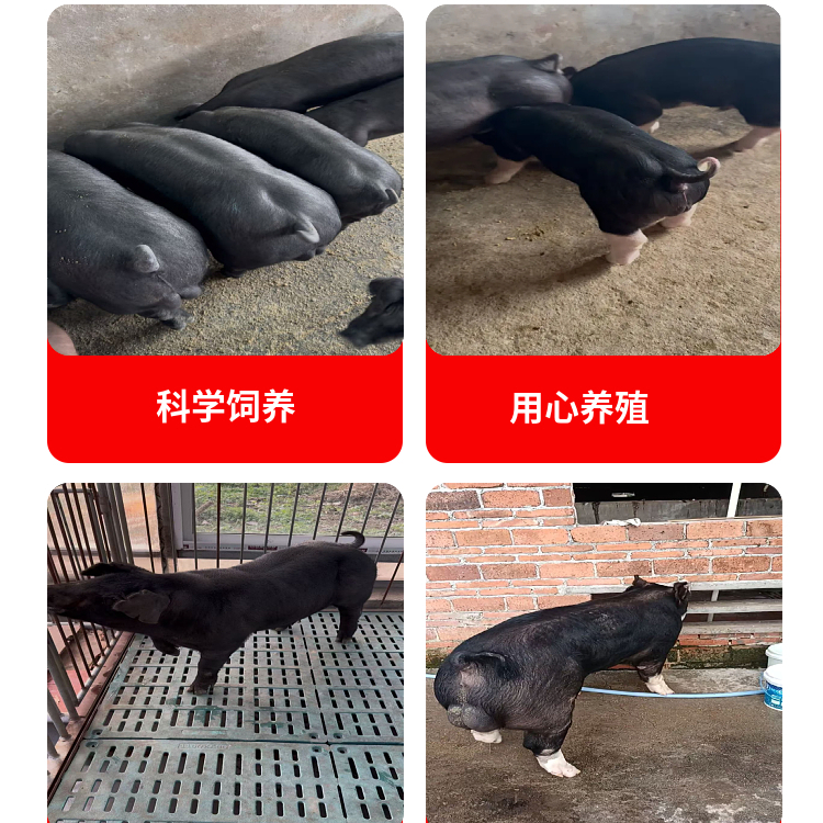 大号型种公猪的繁殖周期是多久