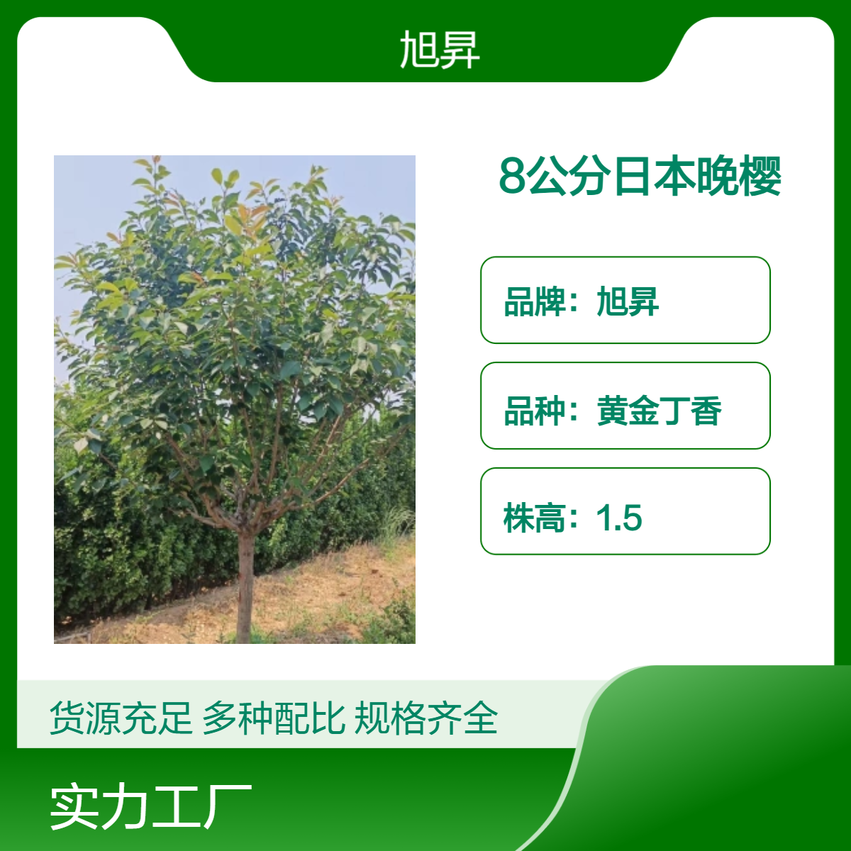5-8-10-12-15-18-20-25公分晚樱 日本晚樱树苗 苗圃选树挖树 好成活