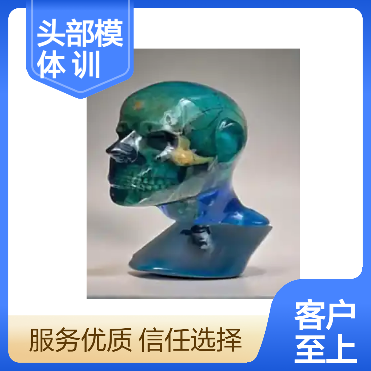 核磁扫描头部模体成人头部成像扫描训练模型