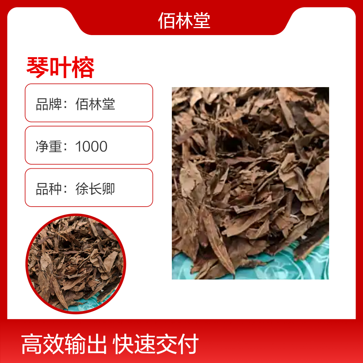 佰林堂一级徐长卿琴叶榕 初级农产品 阴凉干燥储存