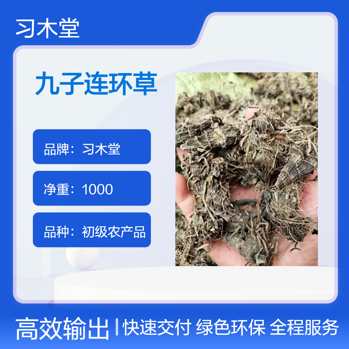 批发 九子连环草 当年新货 无硫 自然晒干 保质保量