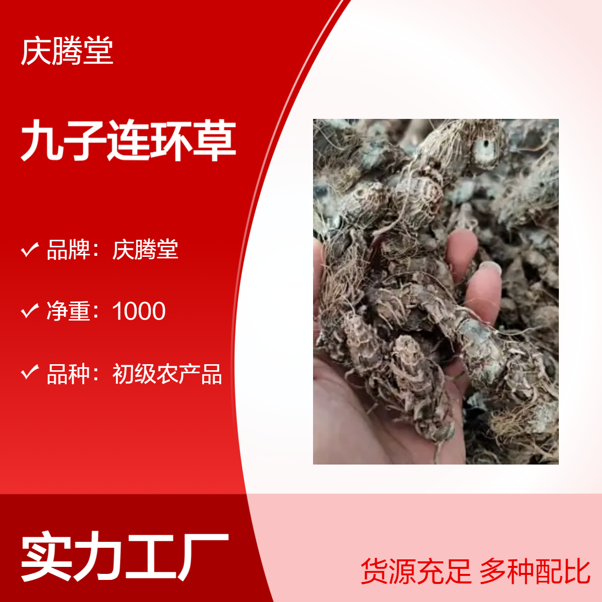 供应 九子连环草 当年新货 无硫 品质保证 各种冷背药材批发