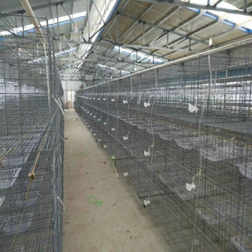 塑料鸽笼有啥优缺点