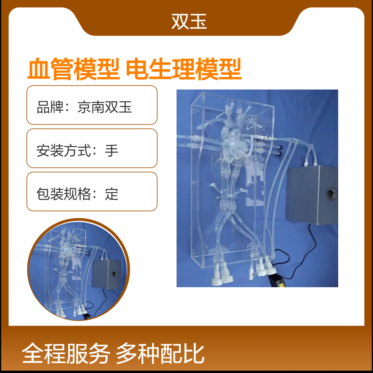 心脏电生理血管模型介入脏电生理模型心血管介入模型订制