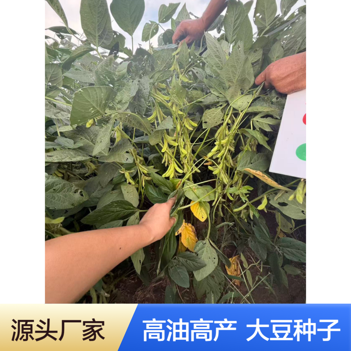 抗倒伏不炸荚，中黄212 高油高蛋白大豆种子含油量高达22.3%