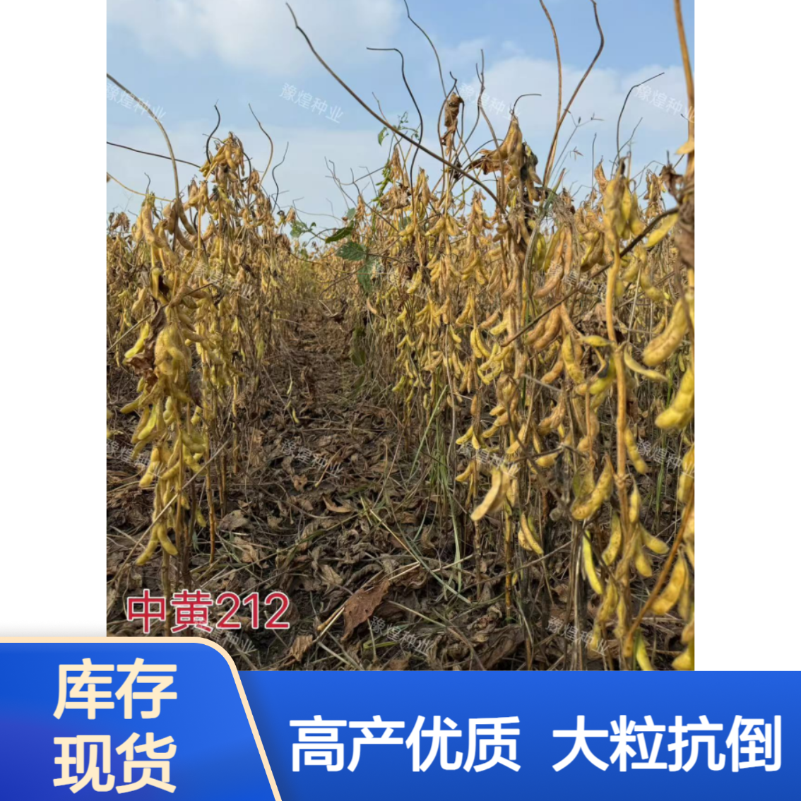 高油高蛋白种子：中黄212不炸荚抗倒伏含油量高达22.3%