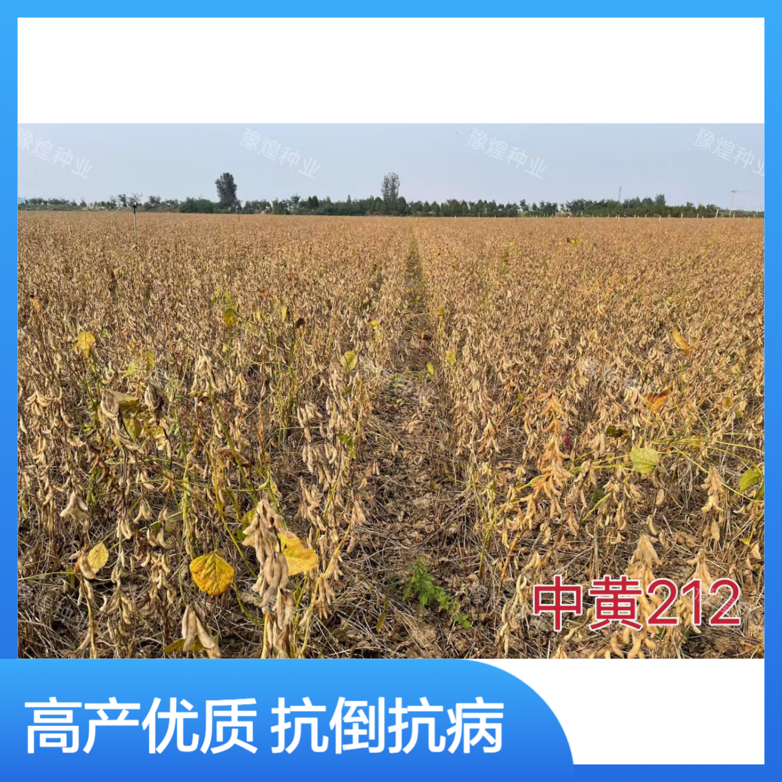 不炸荚抗倒伏含油量高达22.3%的高油高蛋白大豆种子 中黄212