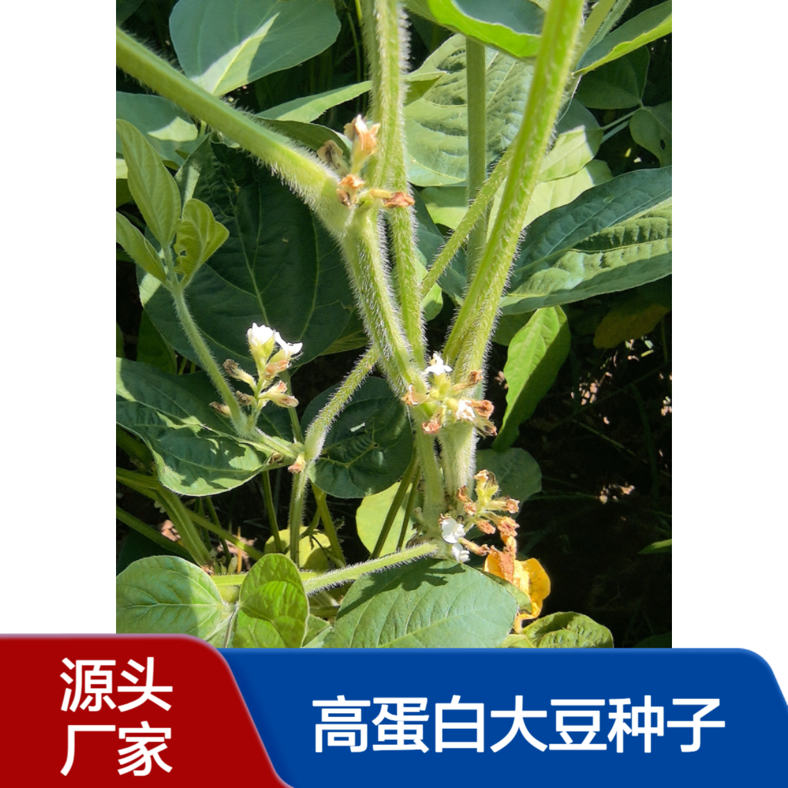 双国审高产稳产：中黄306高蛋白大豆种子抗性好早熟耐高温