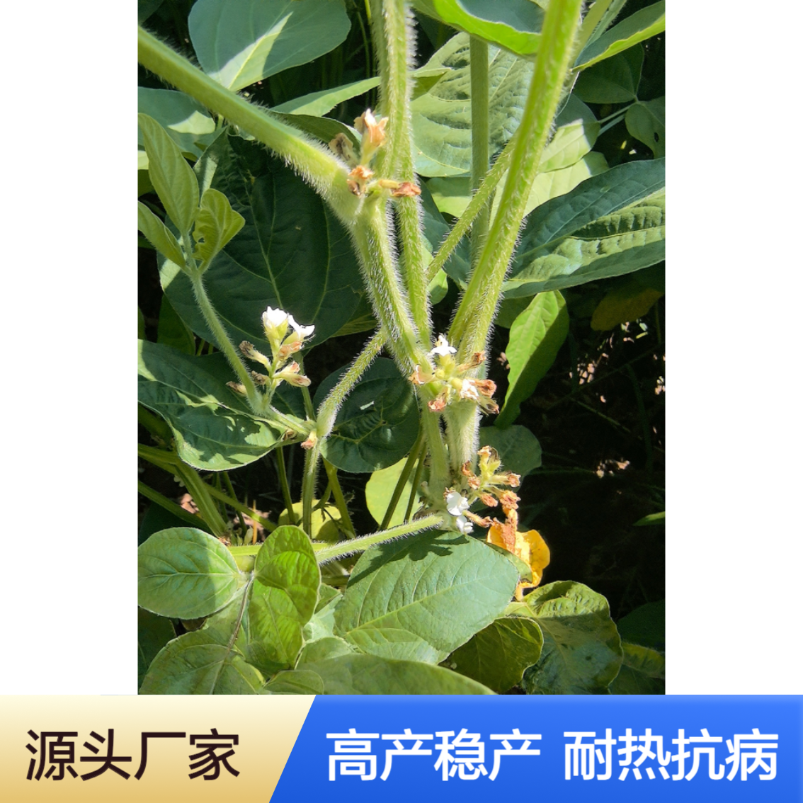 抗性好早熟耐高温：中黄306高蛋白大豆种子双国审高产稳产