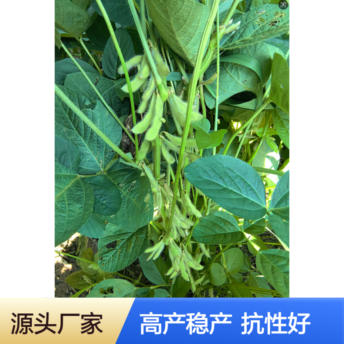 中黄306：高蛋白大豆种子 双国审高产稳产抗性好早熟耐高温