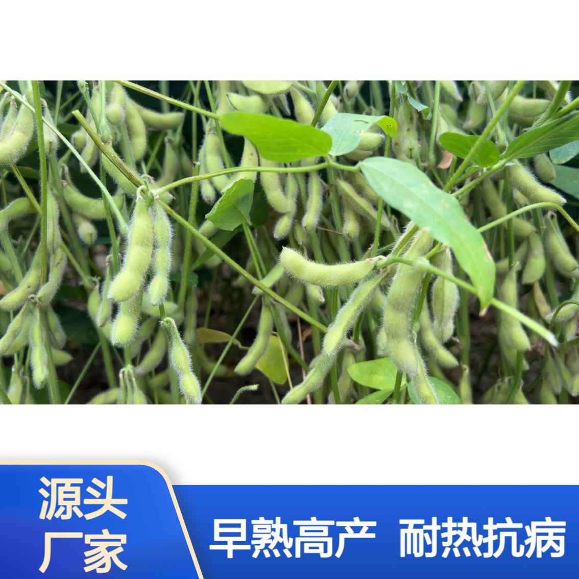 高蛋白高产稳产双国审：中黄306大豆种子抗性好早熟耐高温