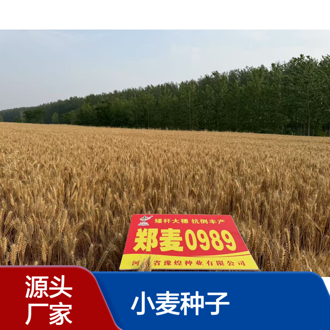 中黄212结荚多 高产稳产 大籽粒 综合抗性强 宜机收