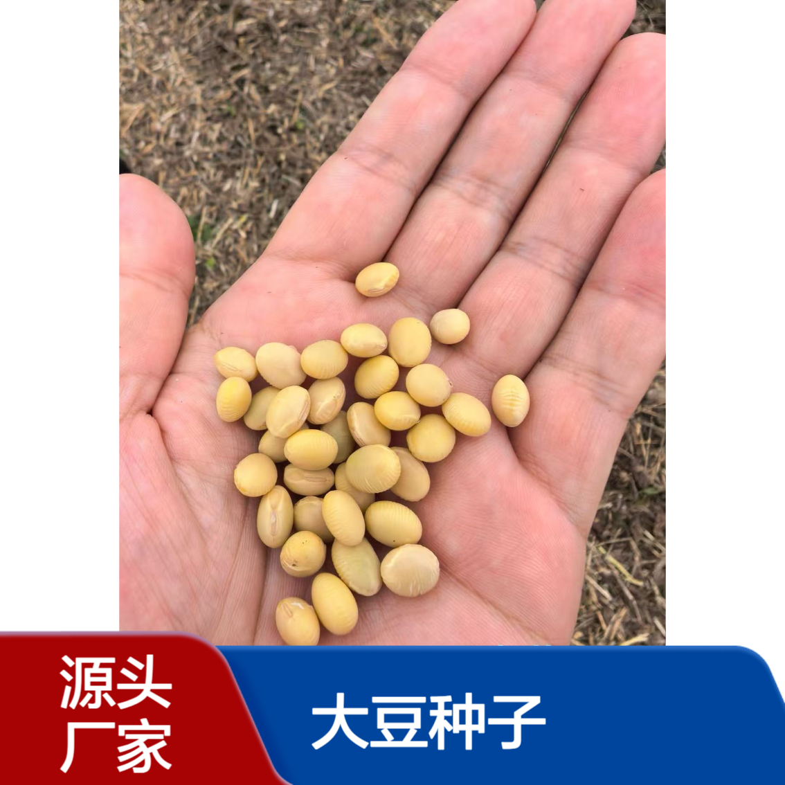 中黄212大籽粒 高产稳产 结荚多 综合抗性强 宜机收