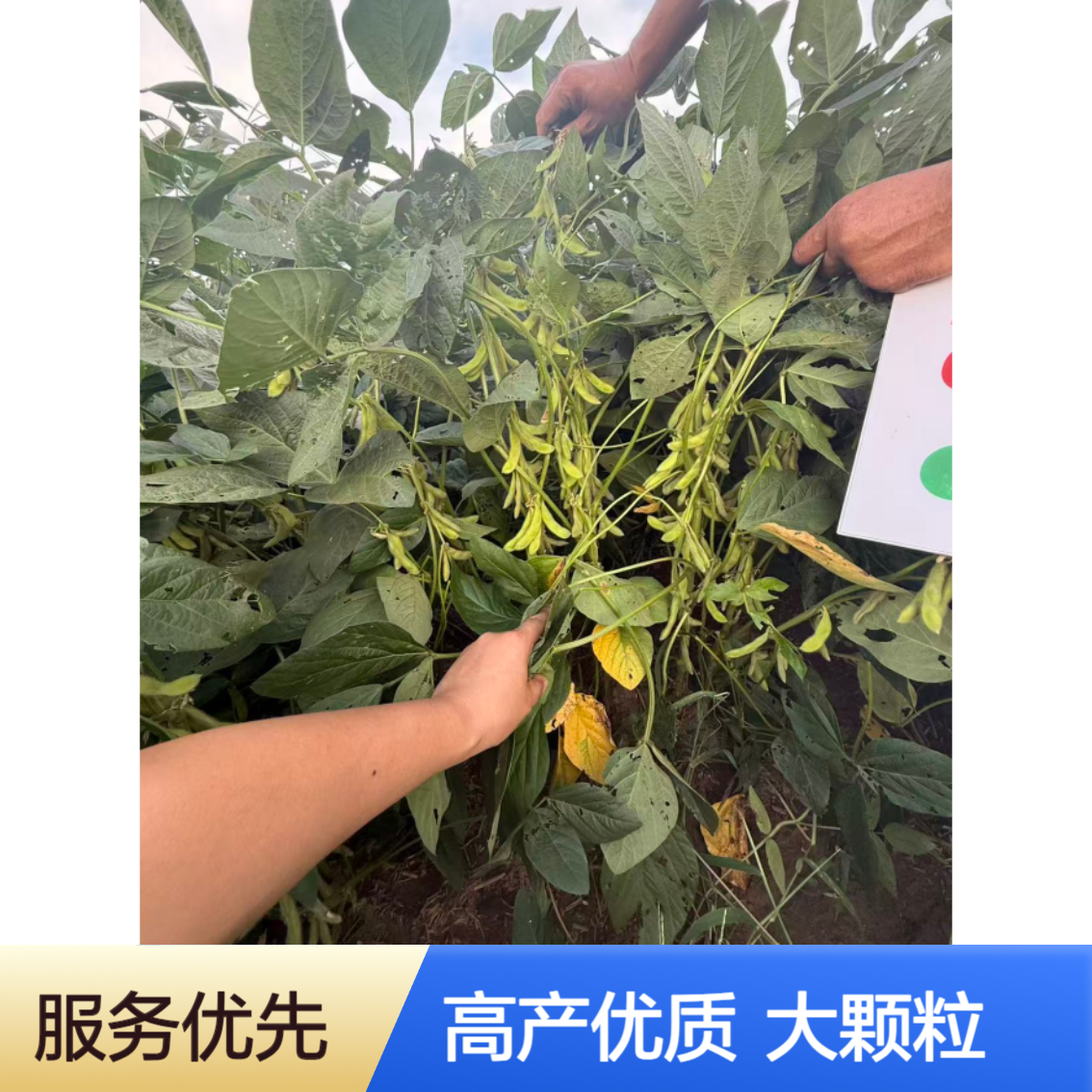 中黄212大豆种子大籽粒 结荚多 高产 宜机收 抗性强