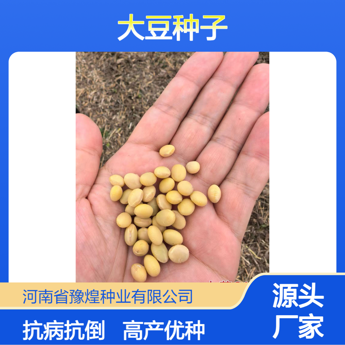 中黄212大豆种子 高产 大籽粒 结荚多 宜机收 抗性强