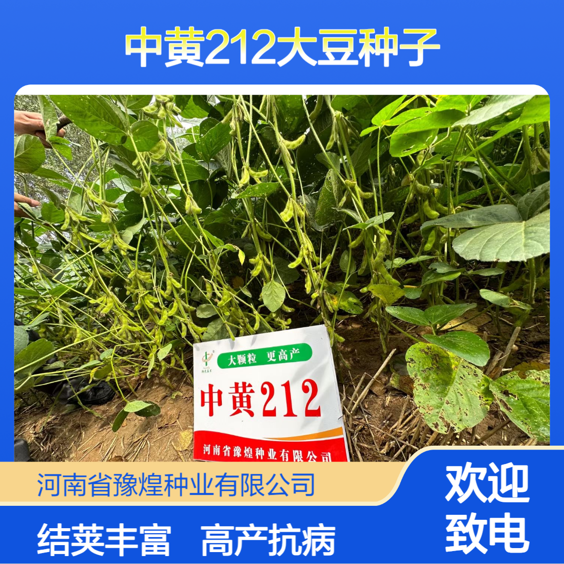宜机收中黄212大豆种子 大籽粒 高产 抗性强 结荚多