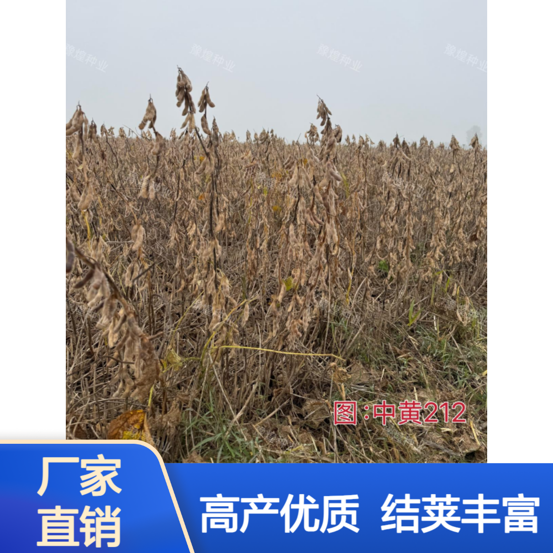综合抗性强中黄212大豆种子 高产 结荚多 大籽粒宜机收