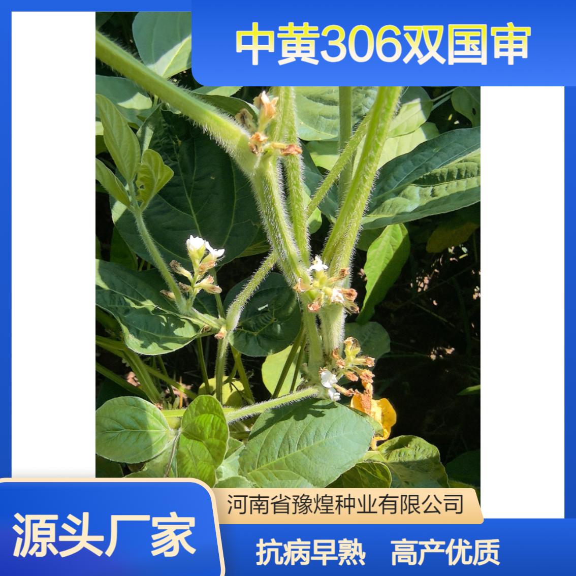 中黄306大豆种子 双国审 高蛋白达46.24% 高产 早熟 抗性好