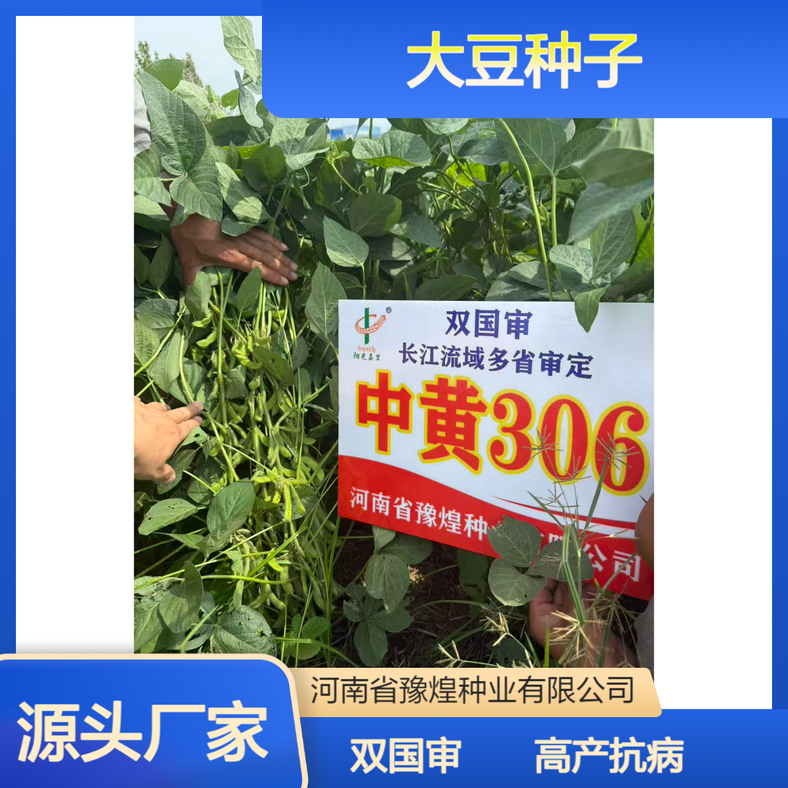 早熟中黄306大豆种子 双国审 高蛋白46.24% 高产 抗性好