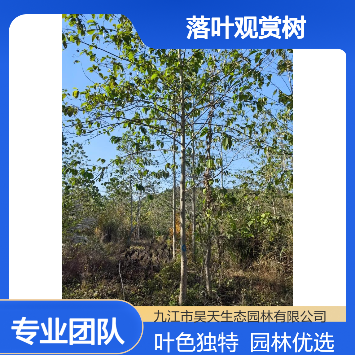 10-12公分喜树苗木 昊天园林出品 黄绿双色叶 长江流域优选落叶树