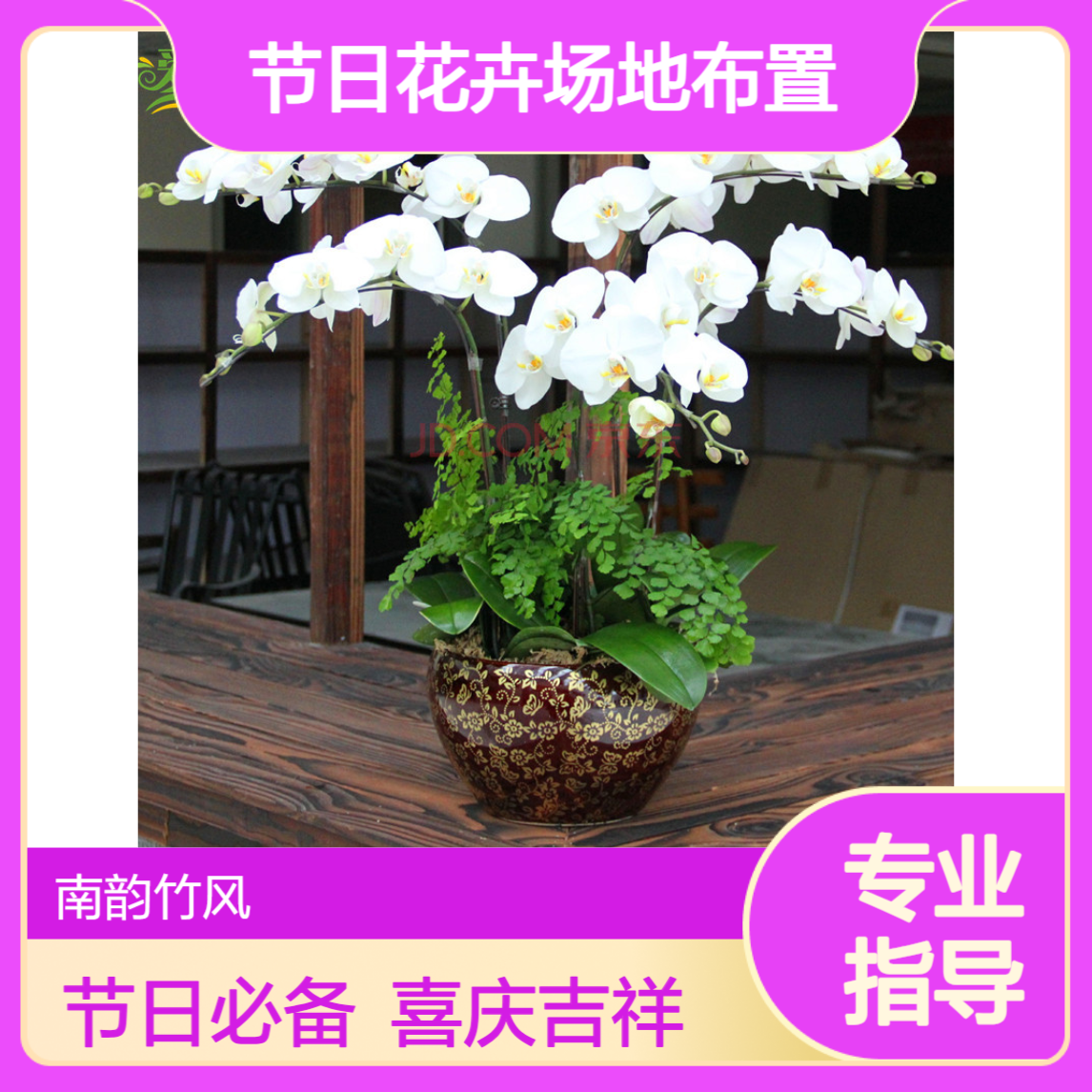 深 圳蝴蝶兰花艺盆栽 春节年宵花卉零售 节日花卉场地布置
