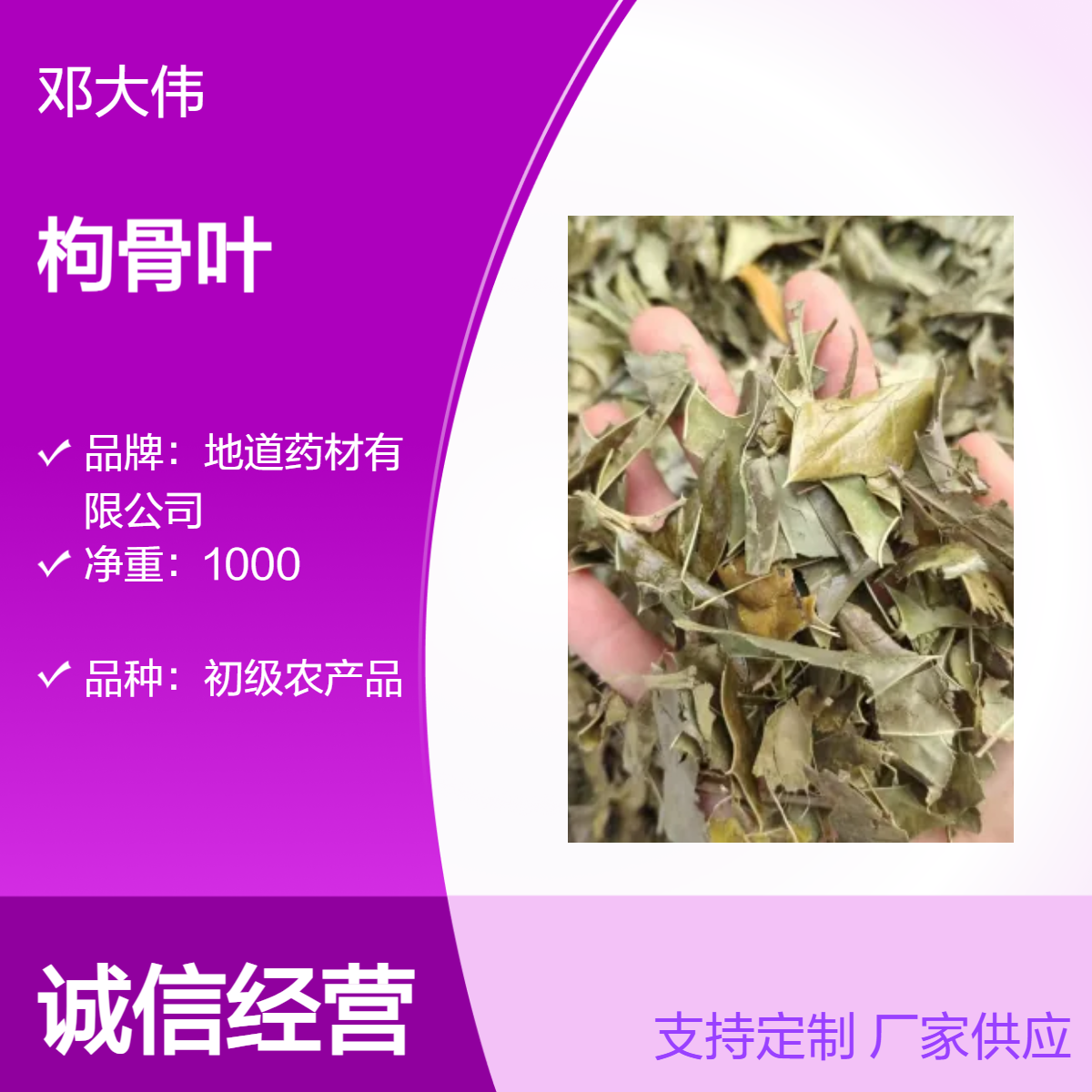 中药材枸骨叶产地直供 货源充足 保证质量 全国发货