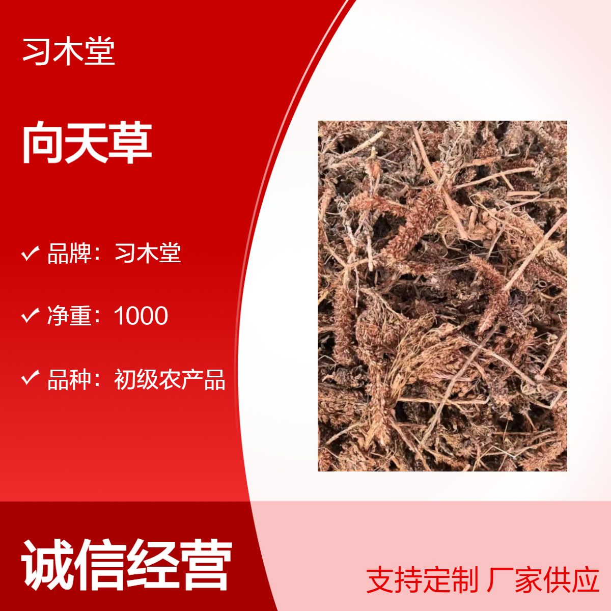 向天草 瓦松 批发 新货 产地直售 各种规格 保质保量 初级农产品