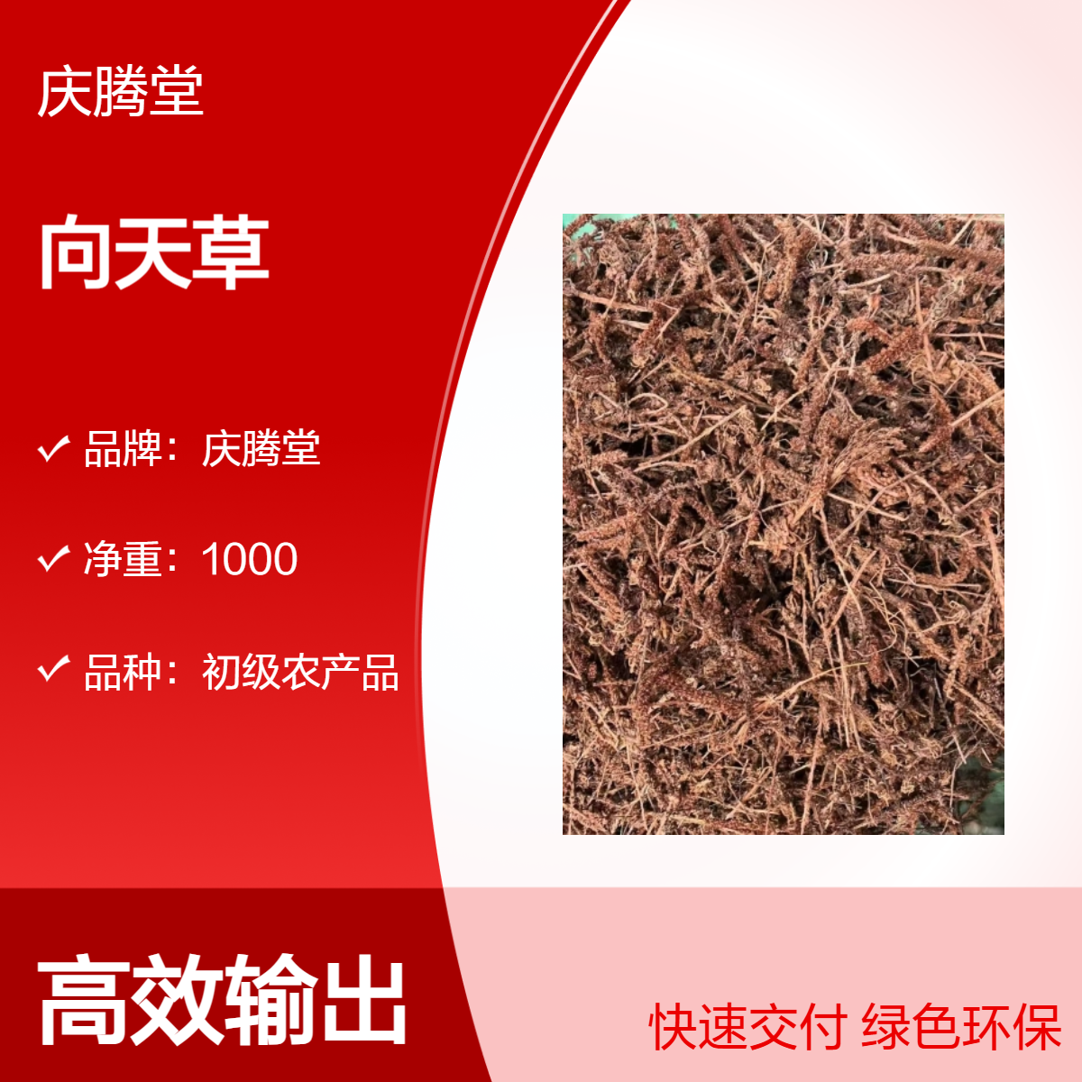 供应 中药材 向天草 瓦松 当年新货 无硫 产地直售 各种规格 保质保量