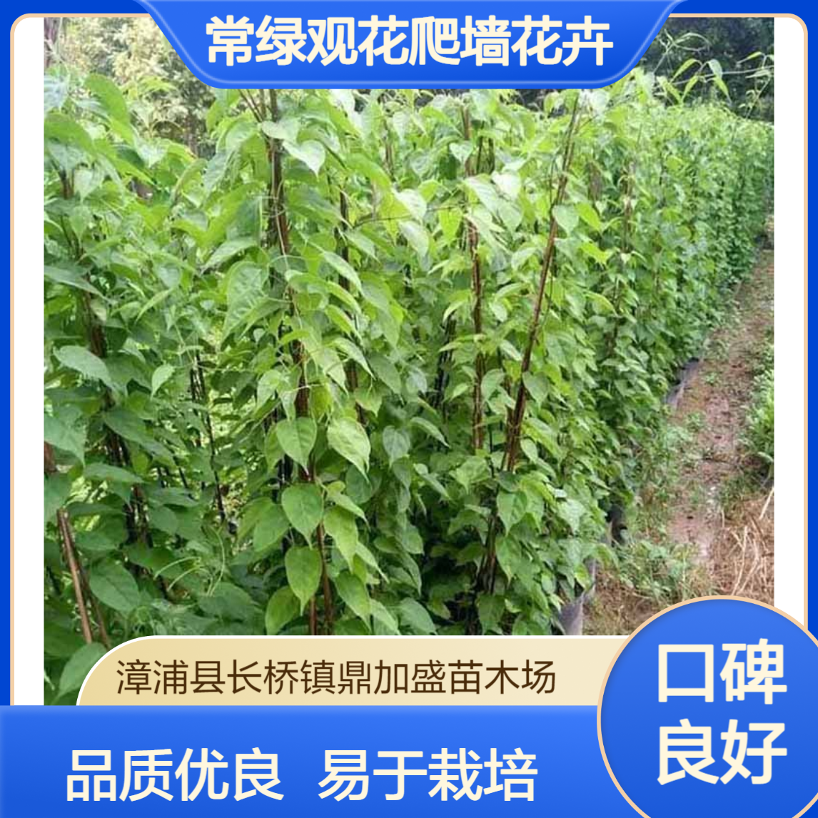 鼎加盛炮仗花1.5年苗 漳 州产露地栽培 14cm土球常绿观花爬墙花卉