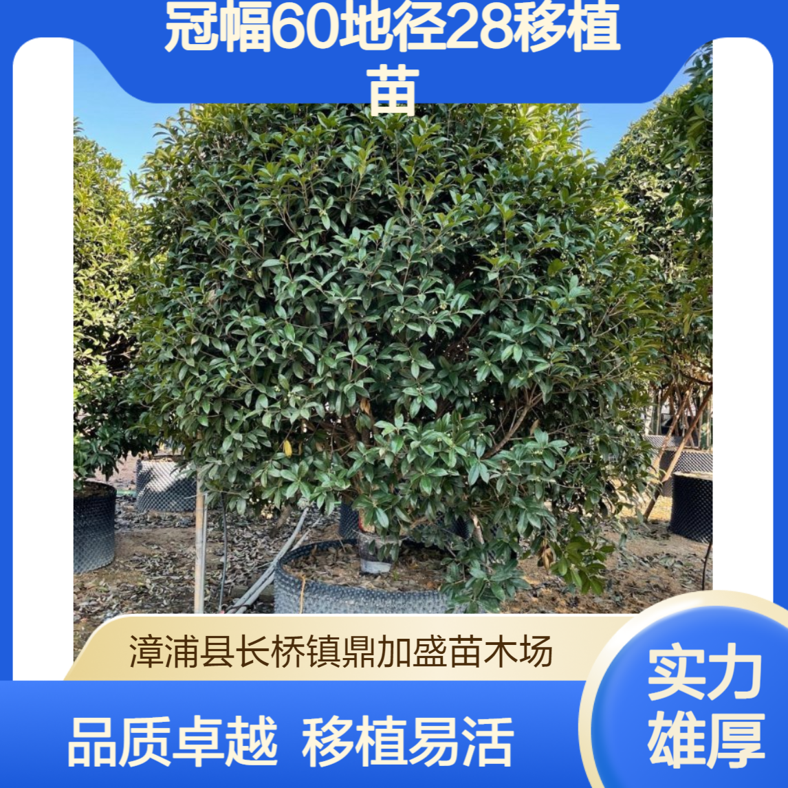 鼎加盛精品龙枝型金桂树 黄色花系常绿乔木 冠幅60地径28移植苗