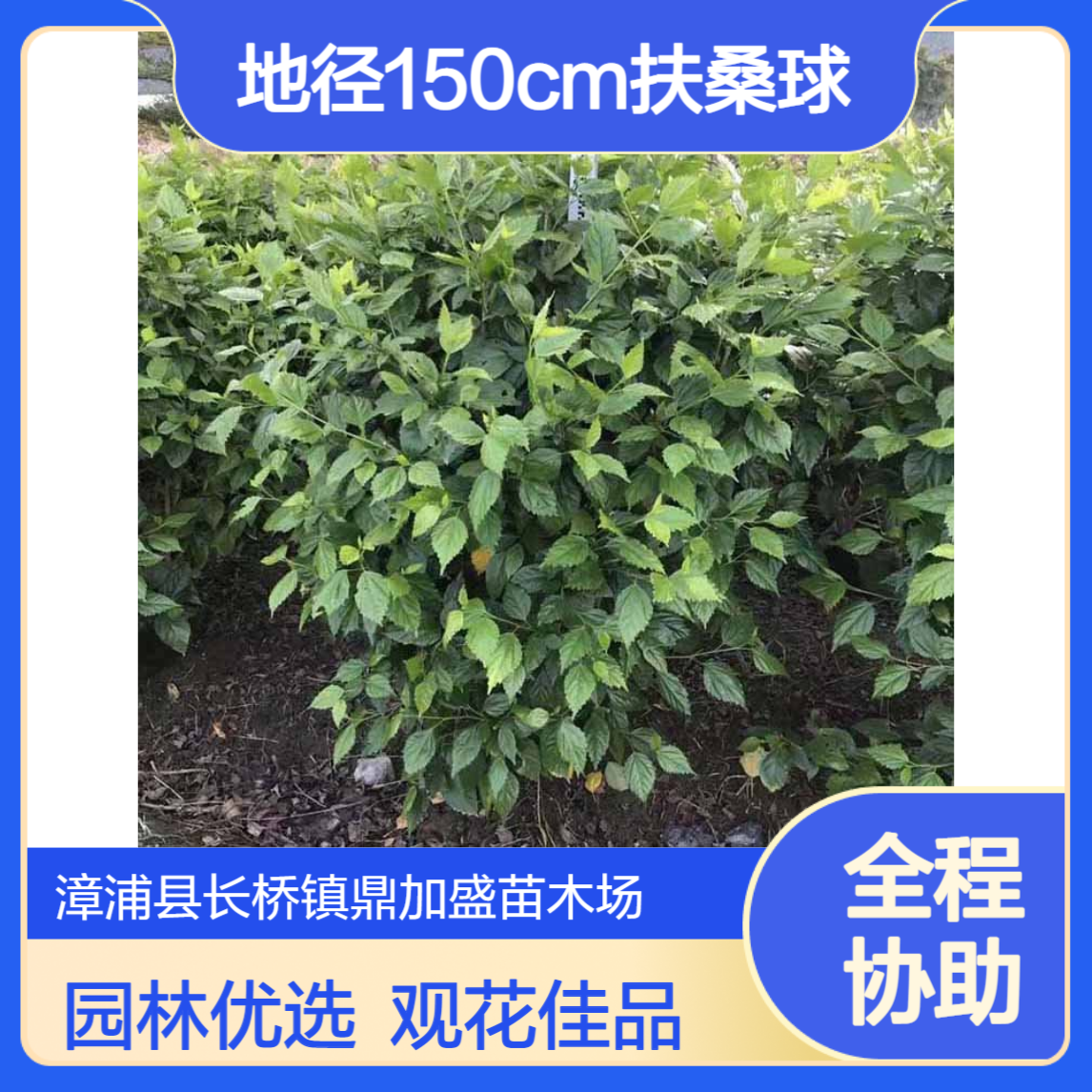 鼎加盛园林产15地径150cm扶桑球 大花朱瑾 红色常色叶灌丛观花苗