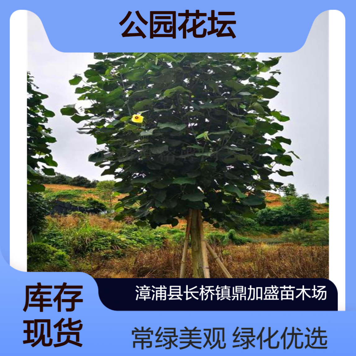 鼎加盛黄槿树糕仔树 冠幅90公分常绿植物 公园花坛工程绿化优选
